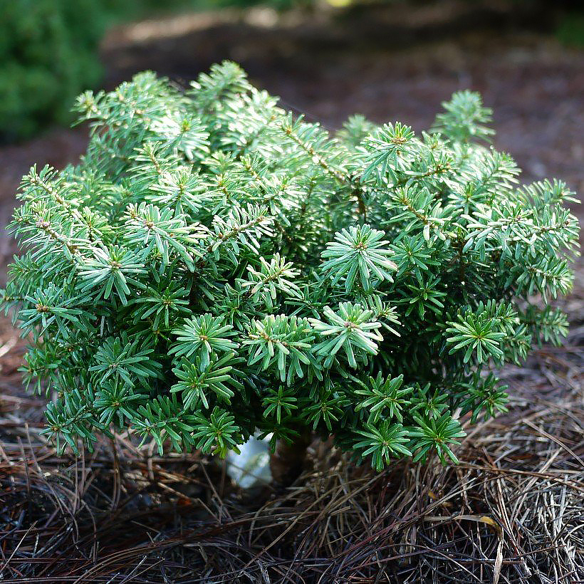 Jodły - Abies