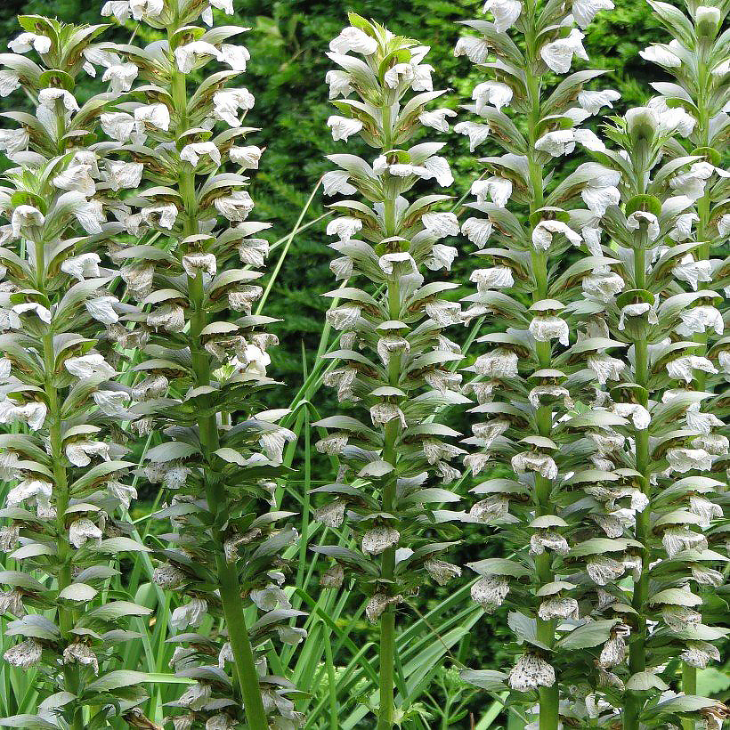Akanty - Acanthus
