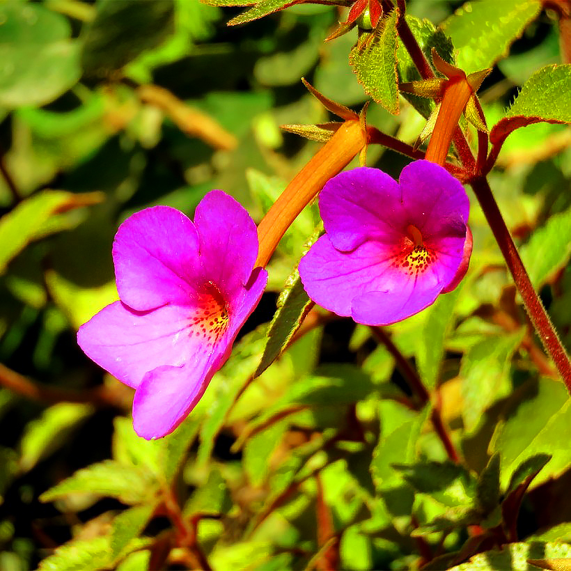 Achimenesy - Achimenes