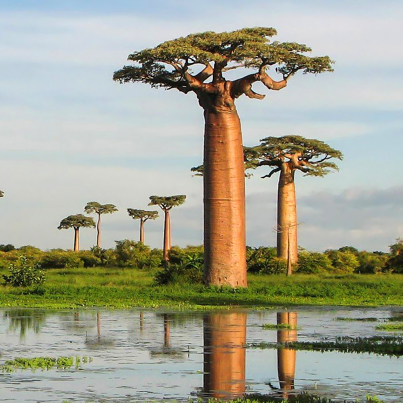 Baobaby - Adansonia