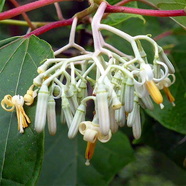 Alangia - Alangium