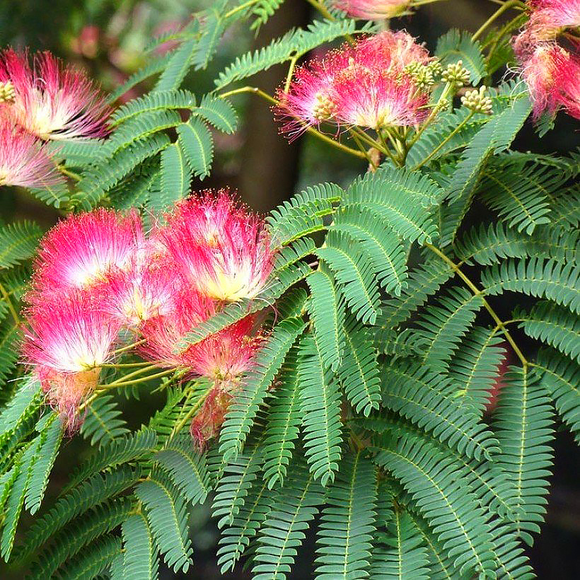Albicje - Albizia