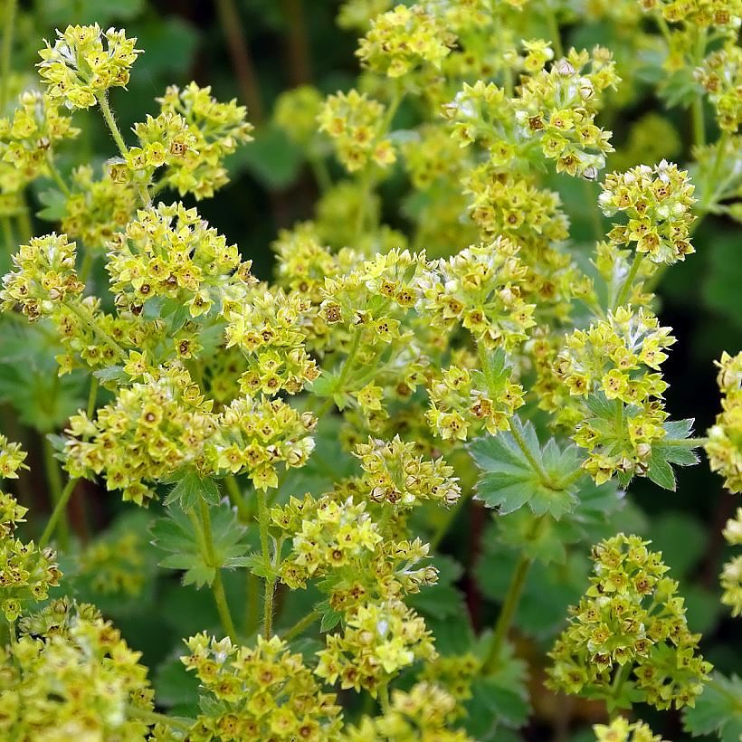 Przywrotniki - Alchemilla