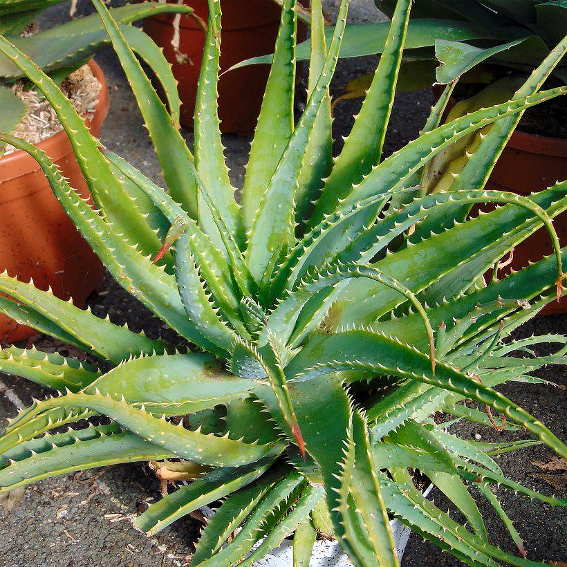 Aloesy -aloe