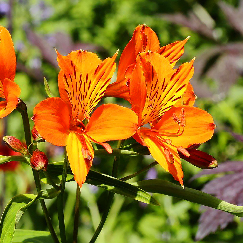 Alstremerie - Alstroemeria