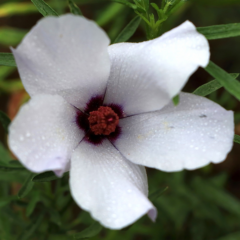 Hibiskus niebieski