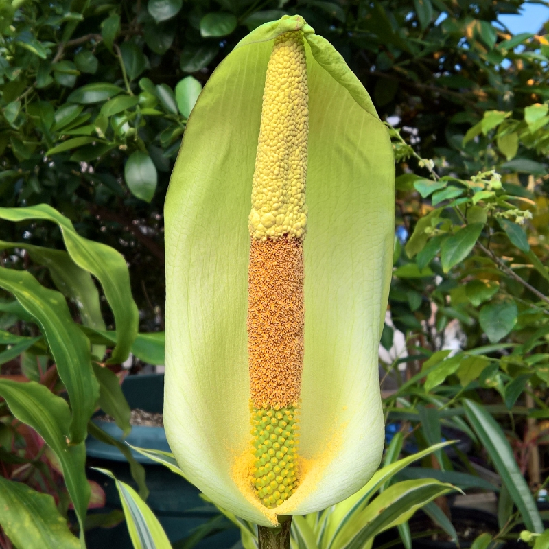 Dziwidła - Amorphophallus