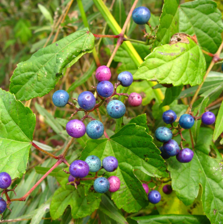 Winniki - Ampelopsis
