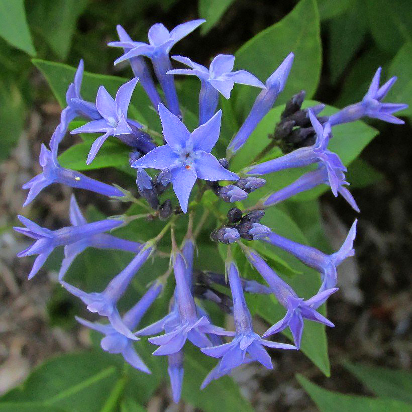Amsonie - Amsonia