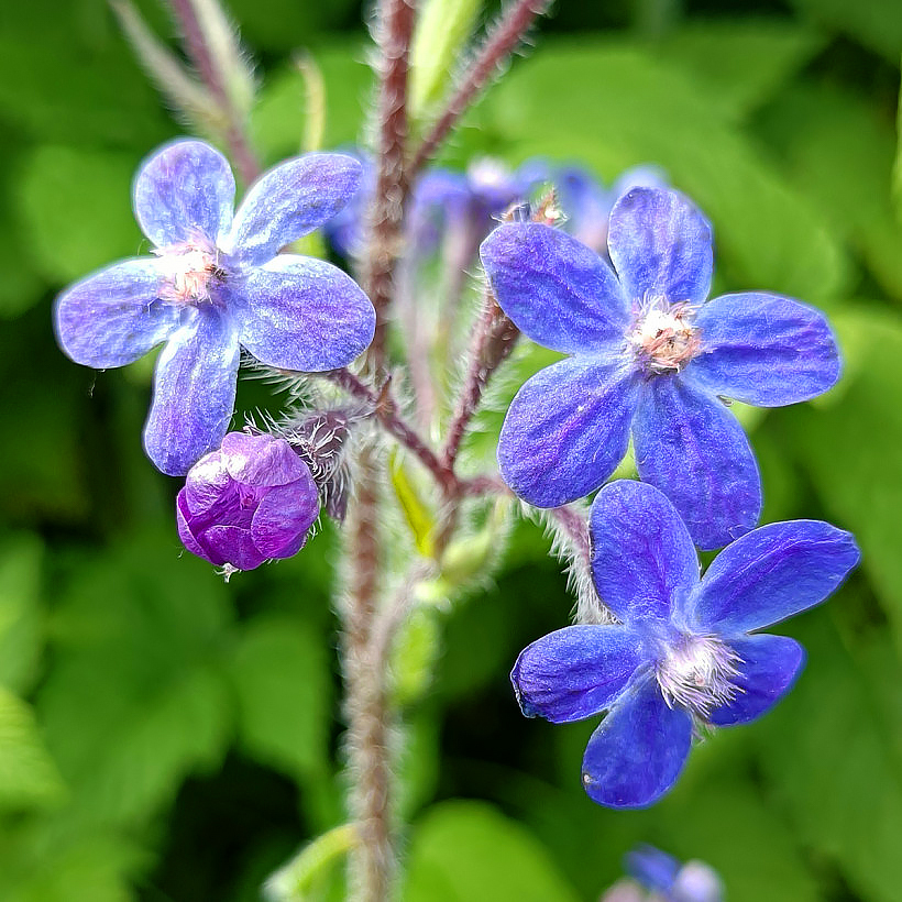 Farbowniki - Anchusa