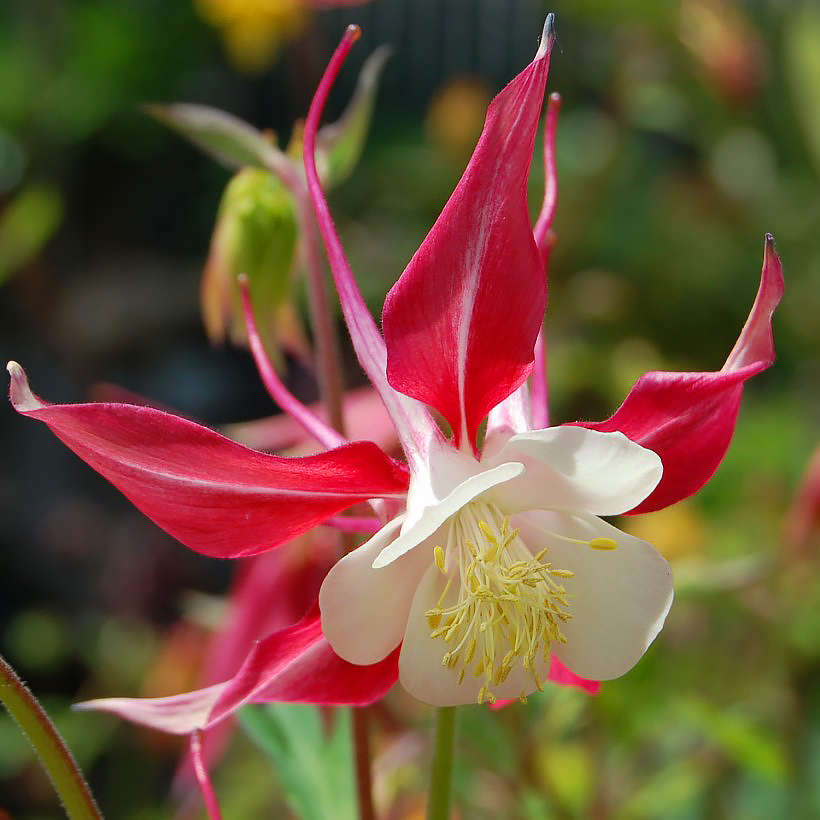 Orliki - Aquilegia