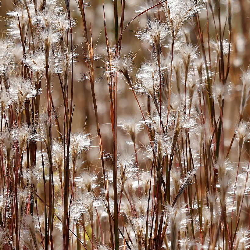 Palczatki - Andropogon