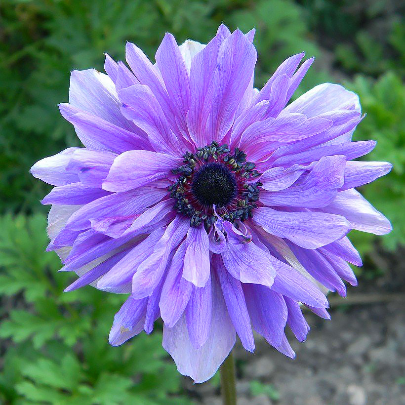 Zawilce - Anemone
