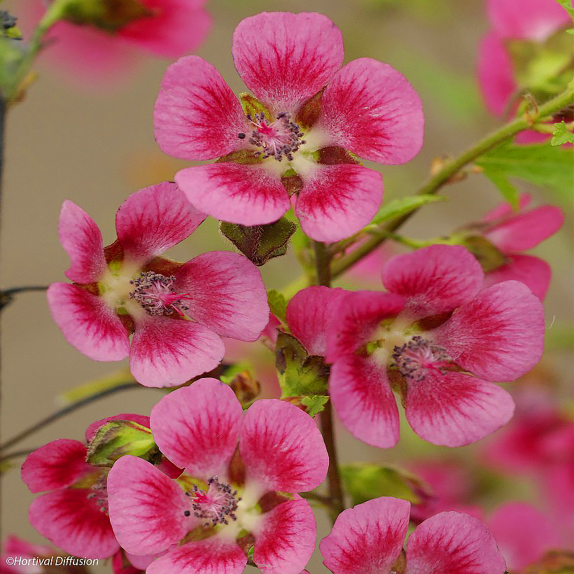 Anisodontea - Anisodontea