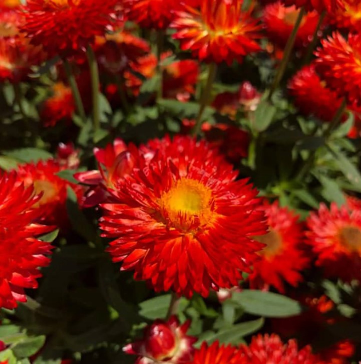 Kocanki - Bracteantha