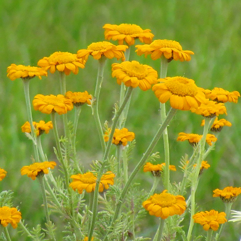 Rumiany - Anthemis