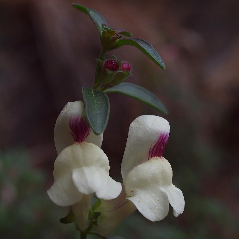 Wyżliny - Antirrhinum