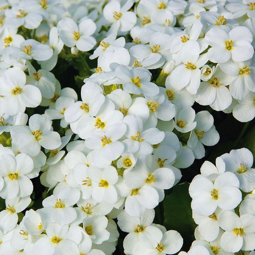 Gęsiówki - Arabis
