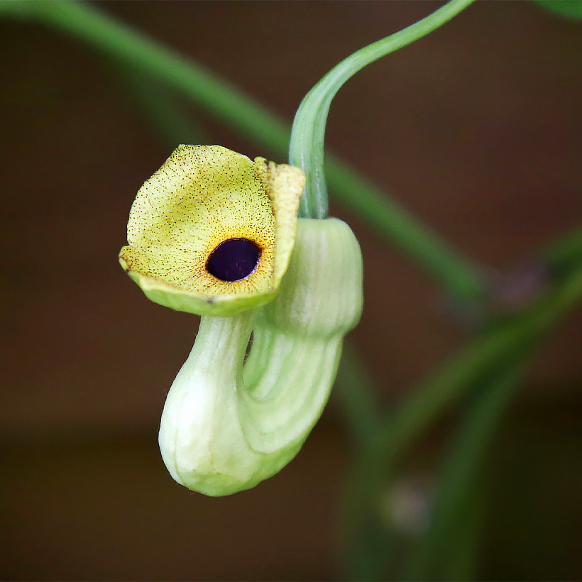 Kokornaki - Aristolochia
