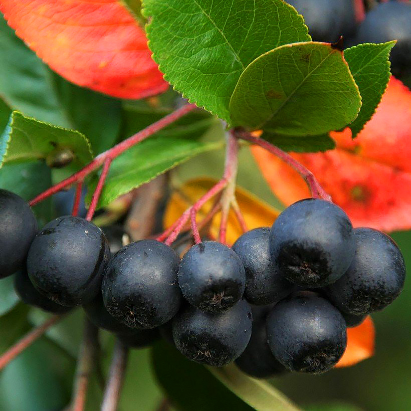 Aronie - Aronia