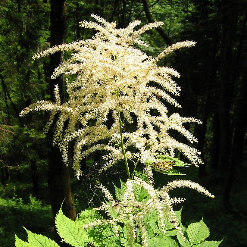 Parzydła - Aruncus