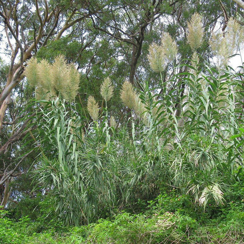 Lasecznice - Arundo