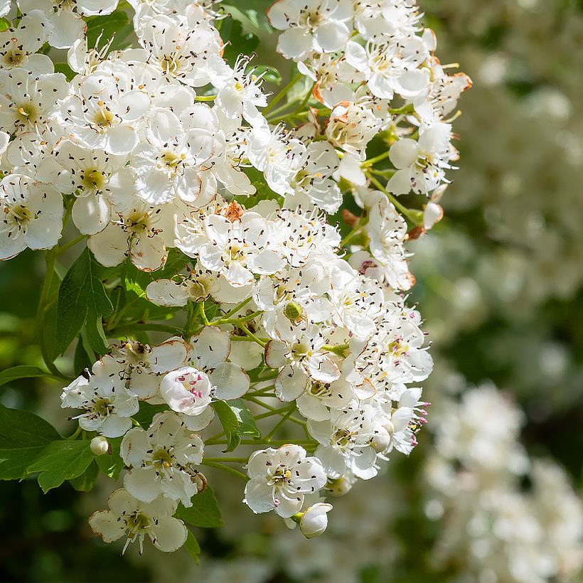 Głogi - Crataegus