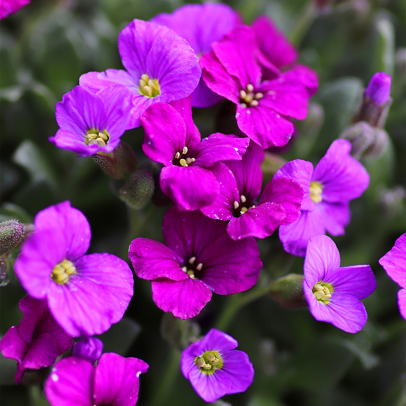 Żagwiny - Aubrieta