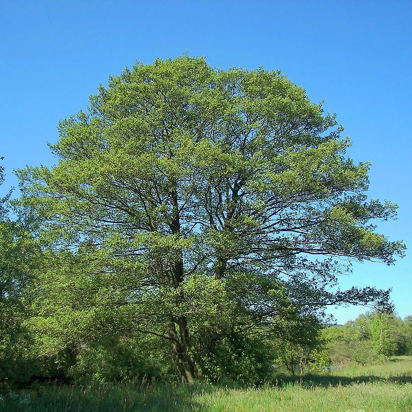 Olchy - Alnus