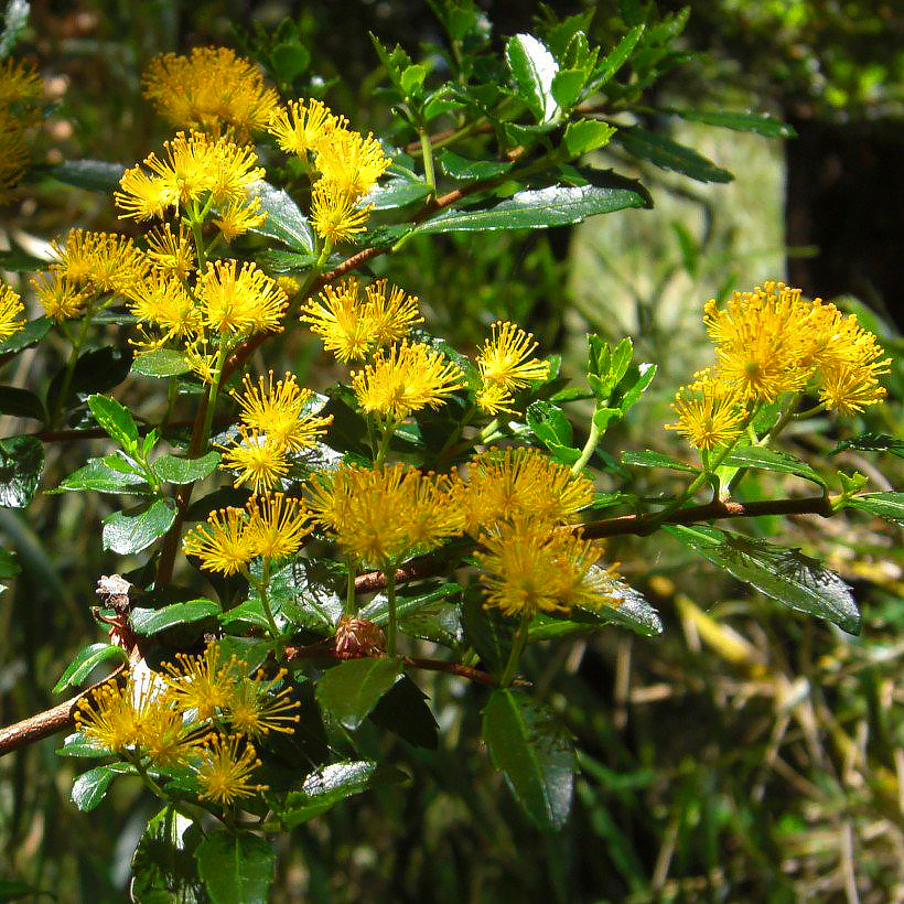 Azary - Azara