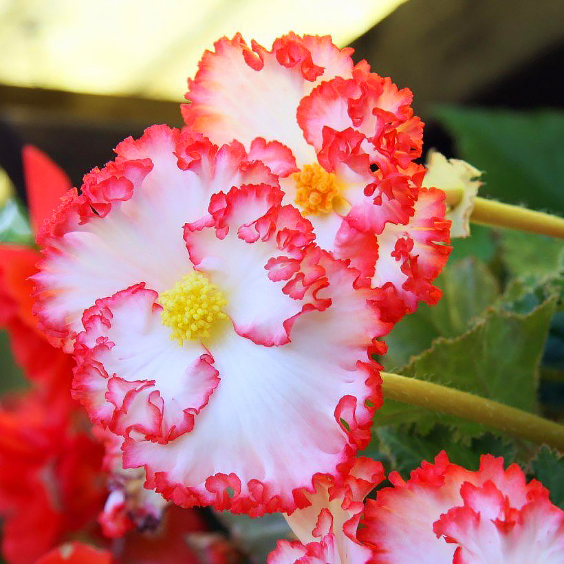 Begonie - Begonia