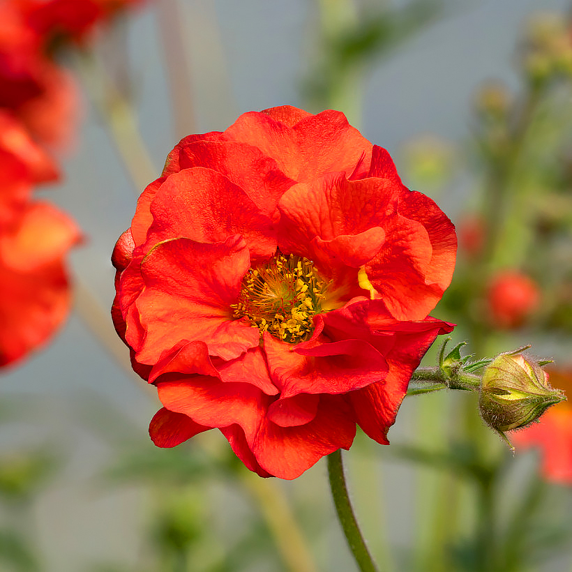 Kukliki - Geum
