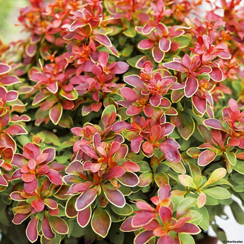 Berberysy - Berberis
