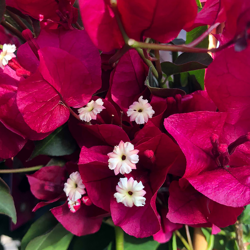 Bungewille - Bougainvillea