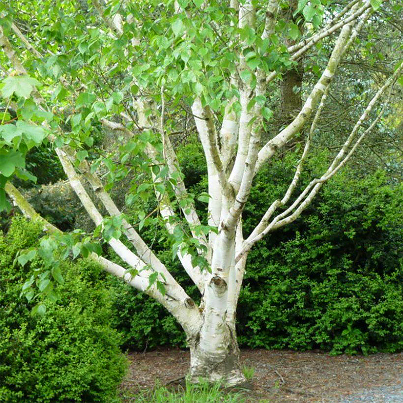 Brzozy - Betula