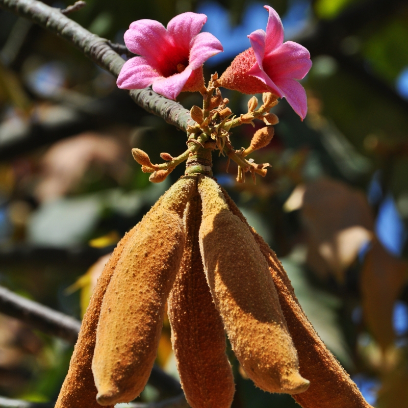 Brachychitony