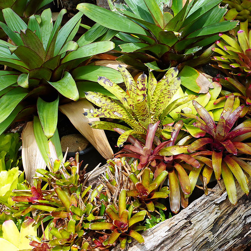 Bromeliowate