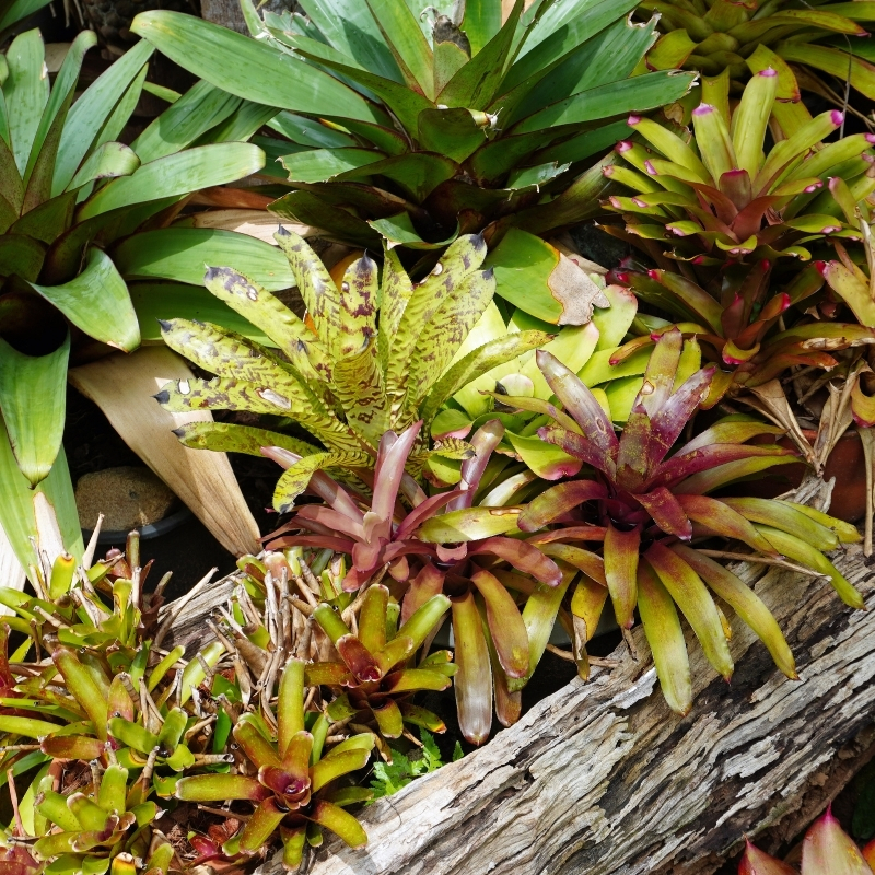 Bromeliowate pokojowe