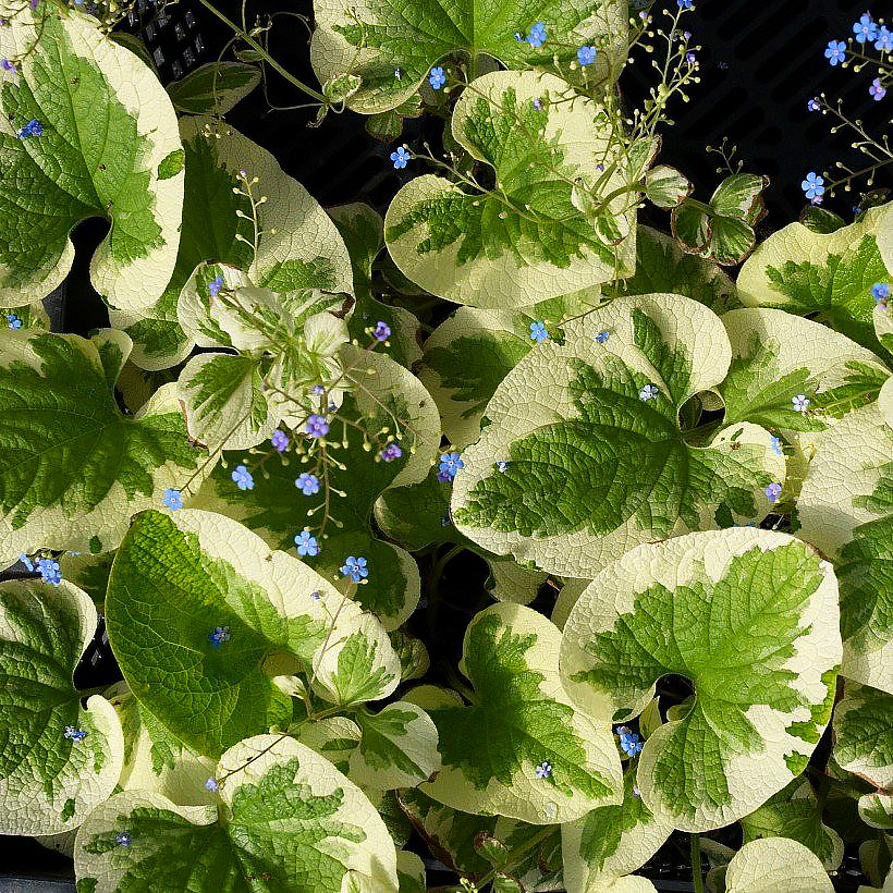 Brunery - Brunnera