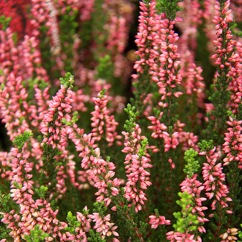 Wrzosy - Calluna