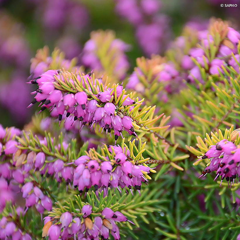 Wrzośce, wrzosy - Erica, Calluna