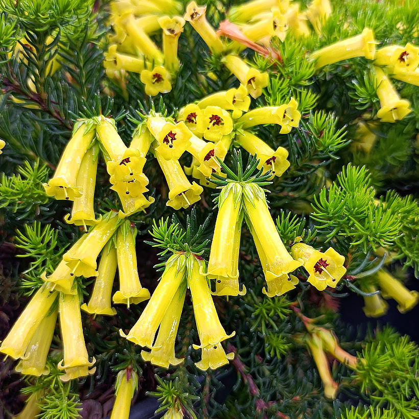 Wrzośce, wrzosy - Erica, Calluna