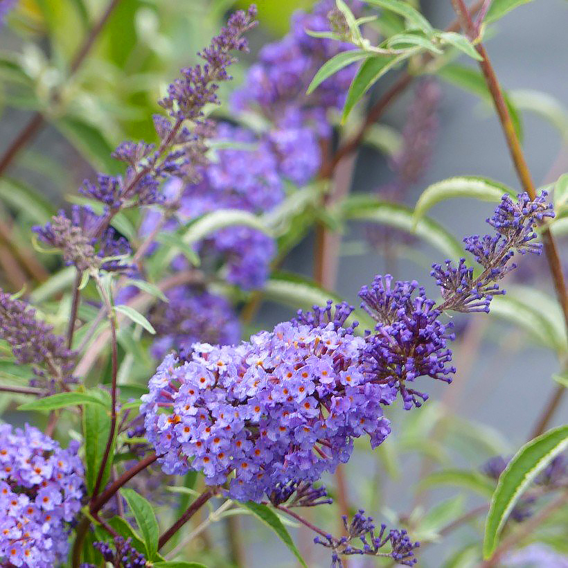 Budleje - Buddleja
