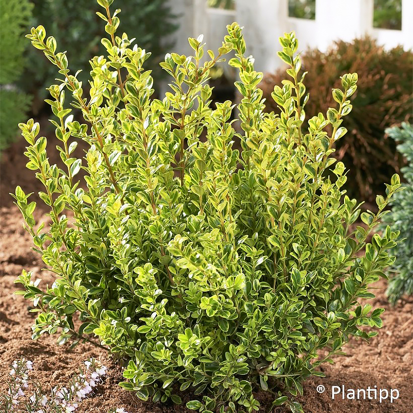 Bukszpany - Buxus