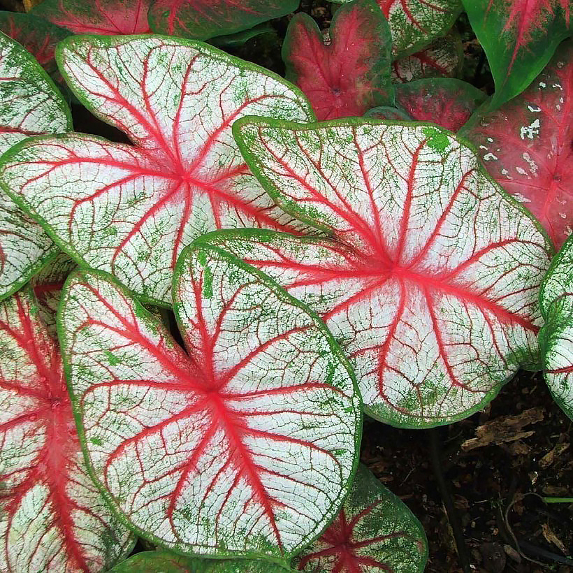 Kaladium -caladium