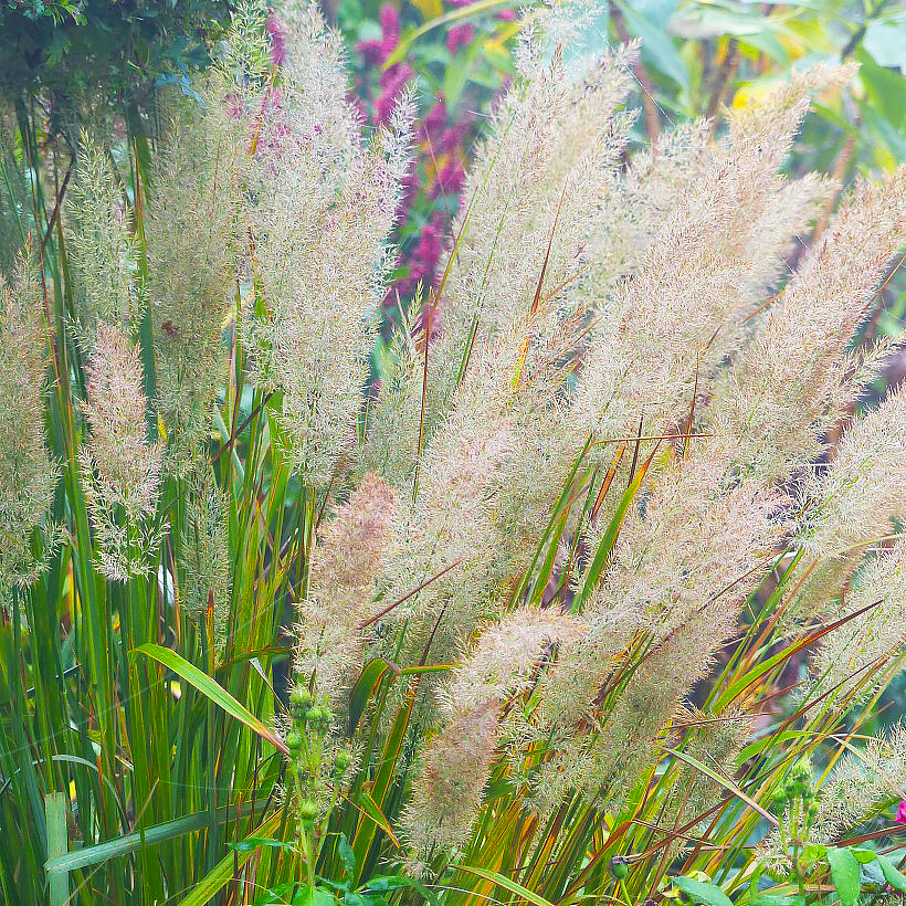 Trzcinniki - Calamagrostis
