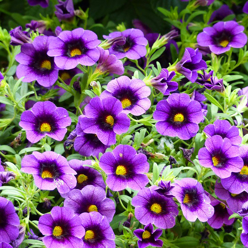 Kalibrachoa
