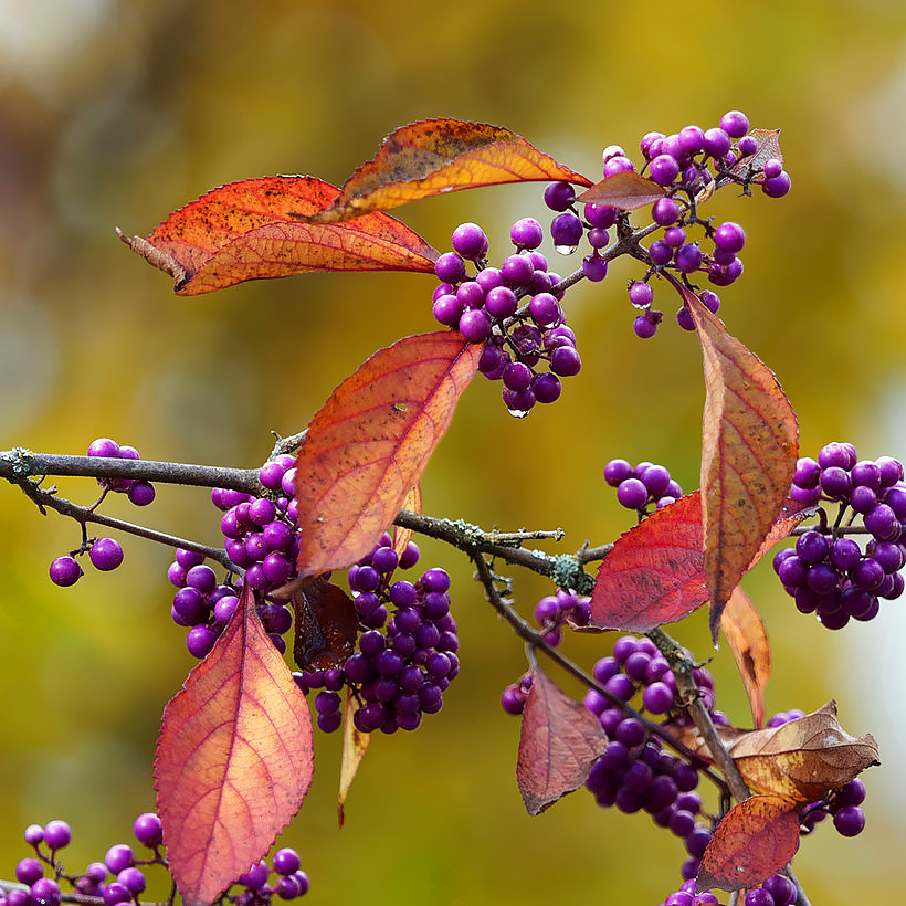 Pięknotki - Callicarpa