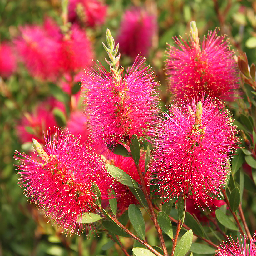 Kufliki - Callistemon
