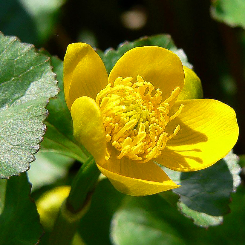 Kniecie - Caltha
